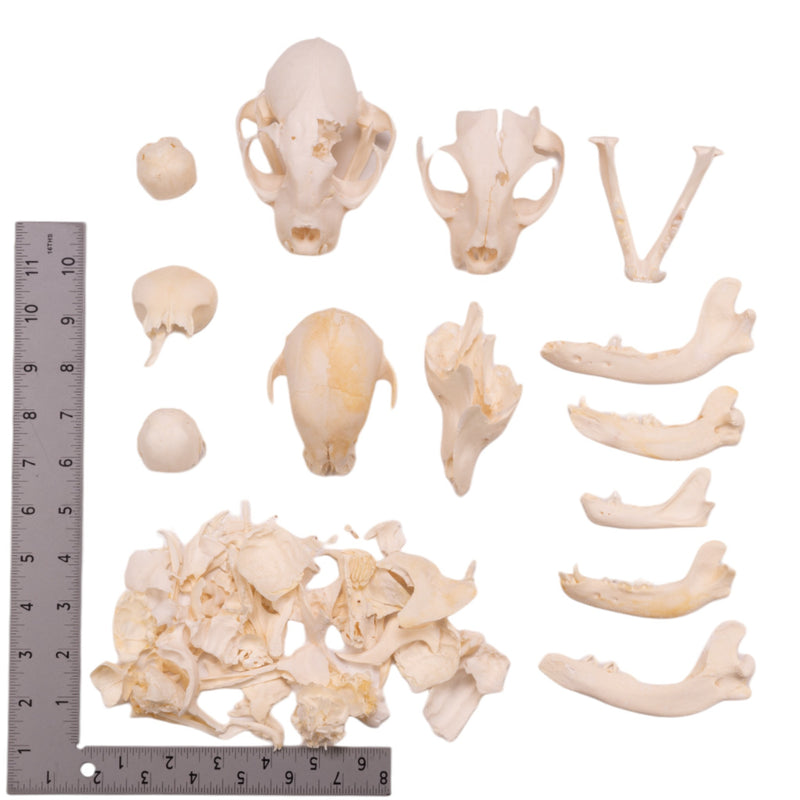 Real Bag-O-Bone Fragments