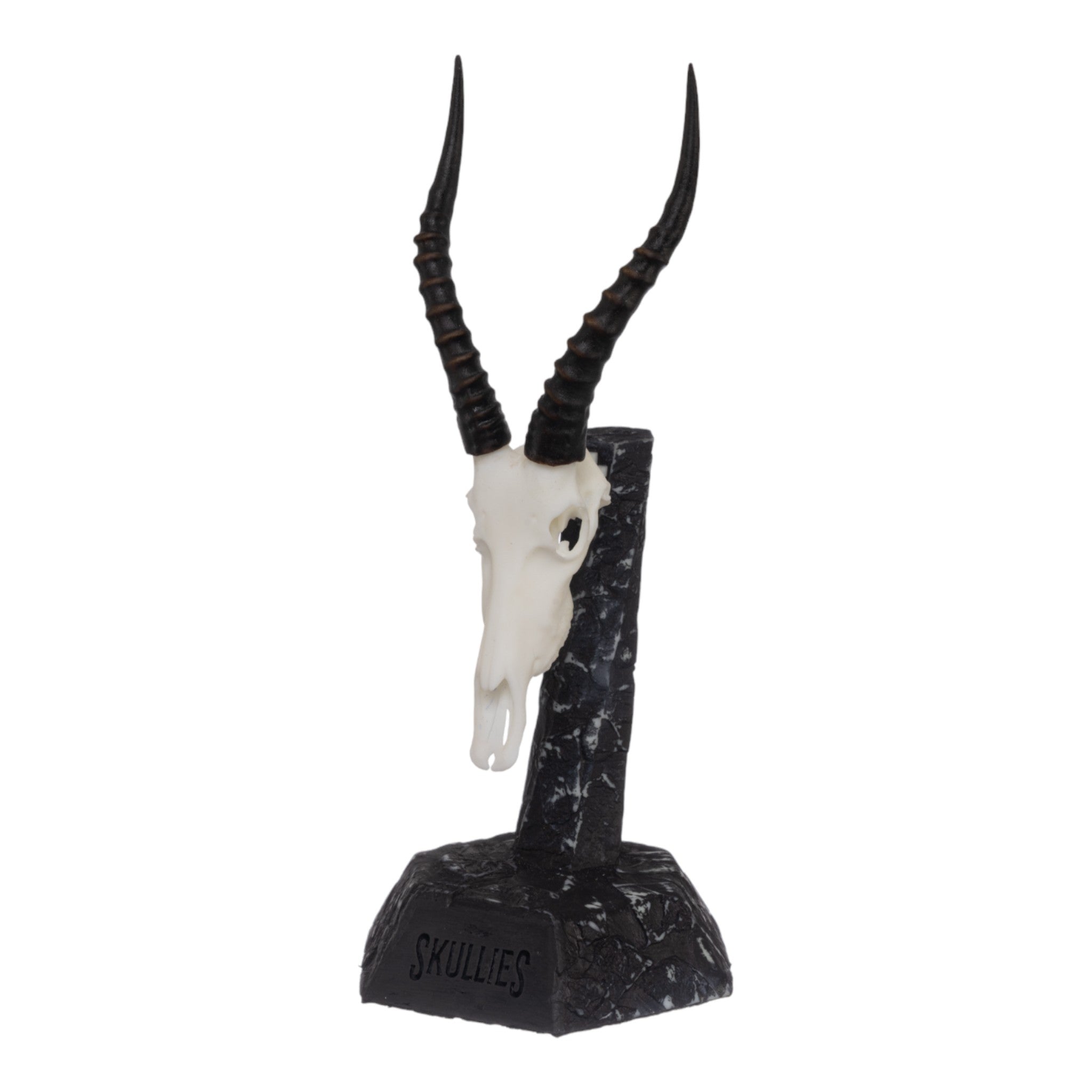 SKULLIES - Miniature Blesbok Skull For Sale — Skulls Unlimited