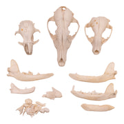 Real Bag-O-Bone Fragments