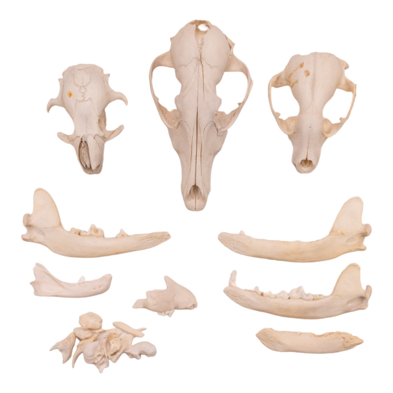 Real Bag-O-Bone Fragments