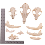 Real Bag-O-Bone Fragments