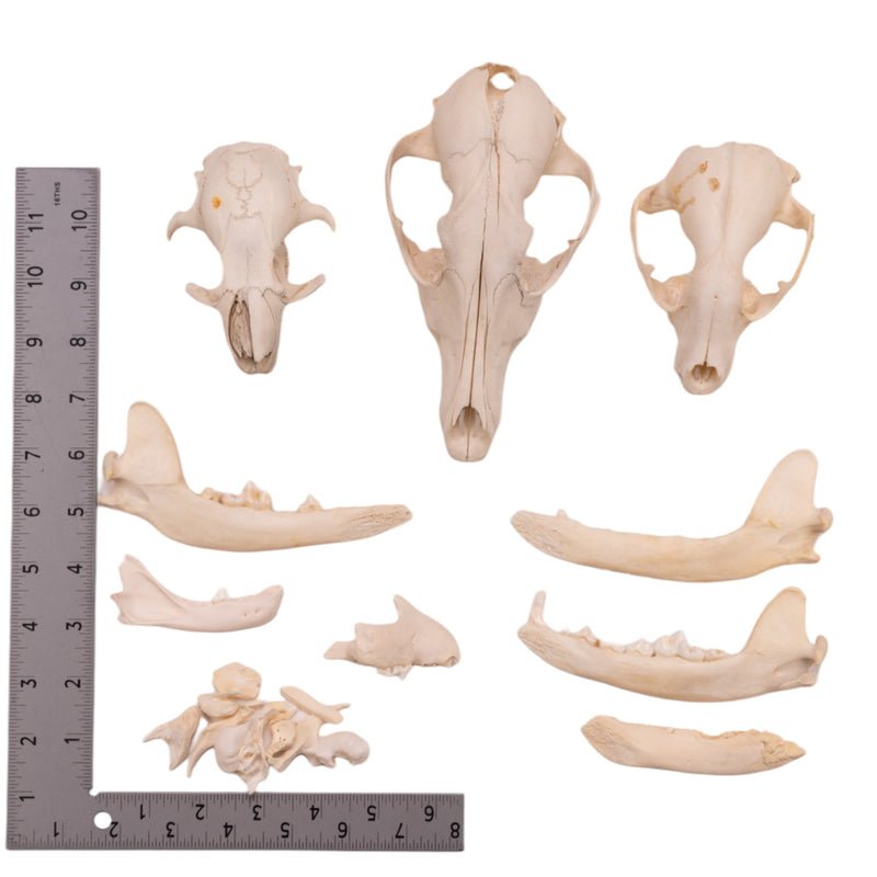 Real Bag-O-Bone Fragments