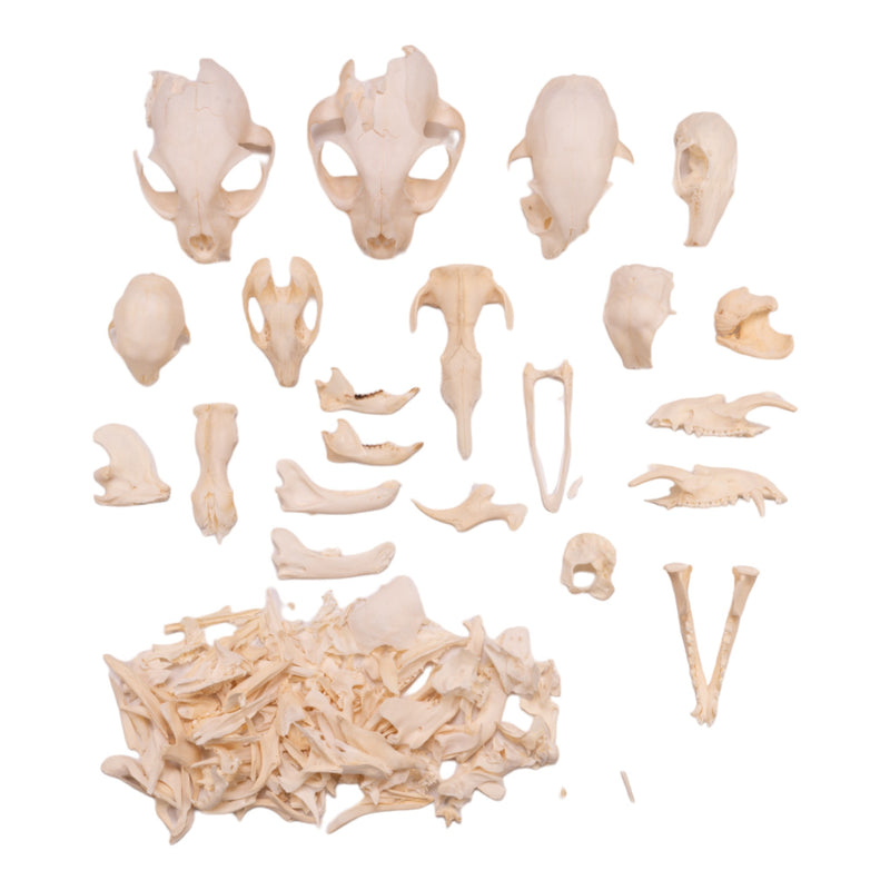 Real Bag-O-Bone Fragments