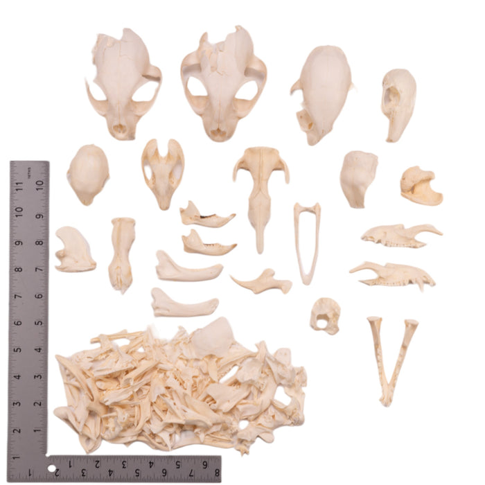 Real Bag-O-Bone Fragments