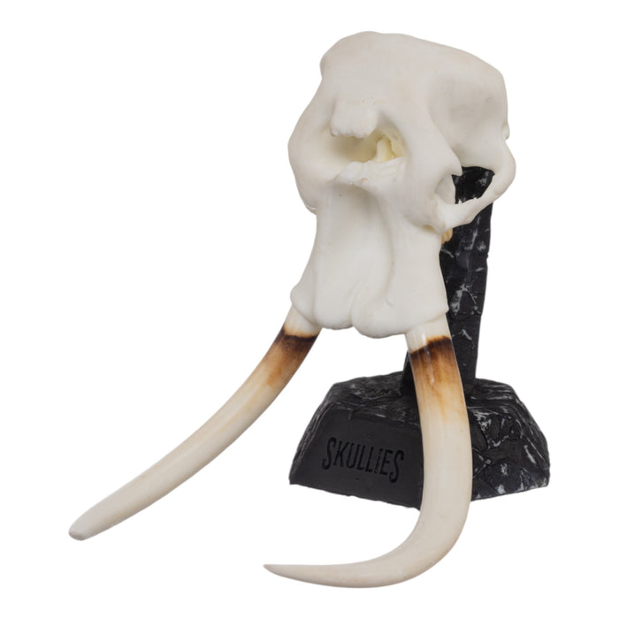 SKULLIES - Miniature African Elephant Skull