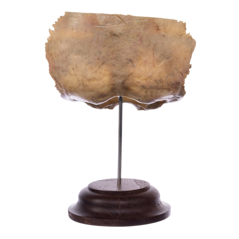 Real Human Partial Skull on Stand