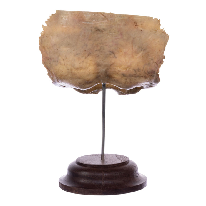 Real Human Partial Skull on Stand