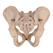 Real Human Pelvis, Sacrum, and Coccyx - Articulated