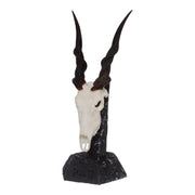 SKULLIES - Miniature Eland Skull