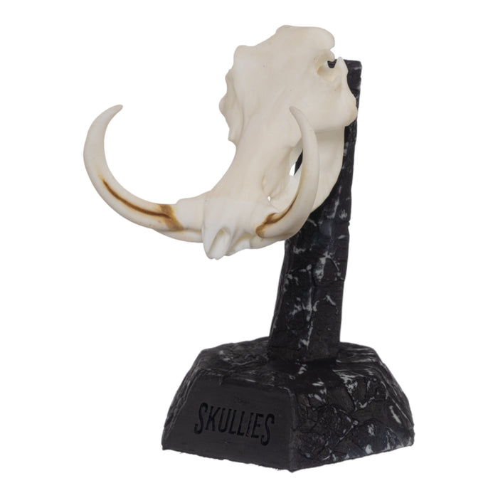 SKULLIES - Miniature Warthog Skull