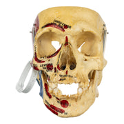 Real Human Skull - Partial, Painted