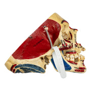 Real Human Skull - Partial, Painted