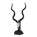 SKULLIES - Miniature Kudu Skull
