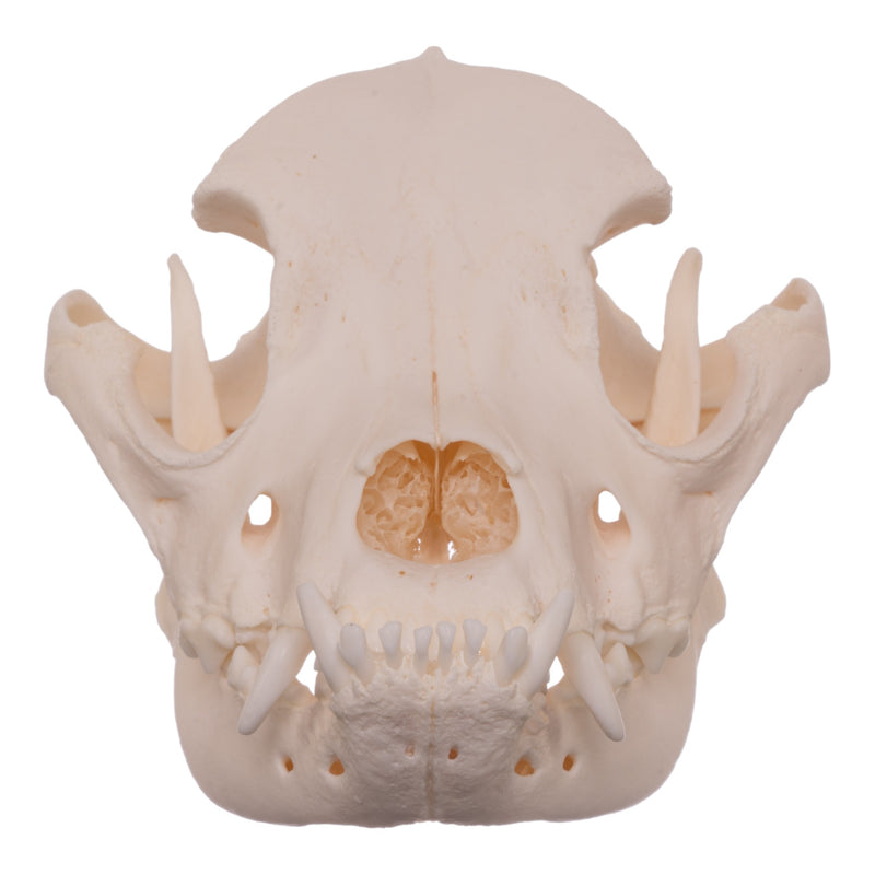 Real Domestic Dog Skull - Boxer
