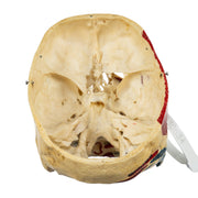 Real Human Skull - Partial, Painted