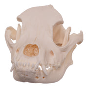 Real Domestic Dog Skull - Boxer