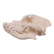 Real Domestic Dog Skull - Boxer