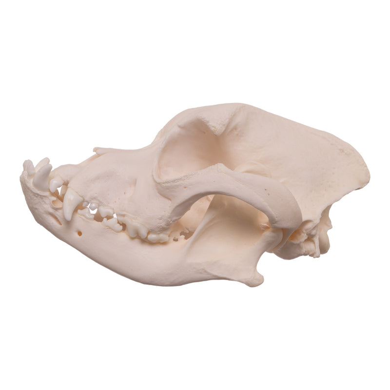 Real Domestic Dog Skull - Boxer