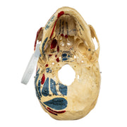 Real Human Skull - Partial, Painted