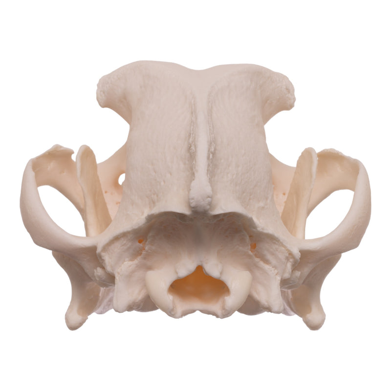 Real Domestic Dog Skull - Boxer