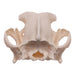 Real Domestic Dog Skull - Boxer