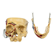 Real Human Skull - Partial, Painted
