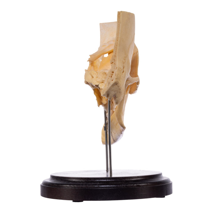 Real Human Partial Skull on Stand