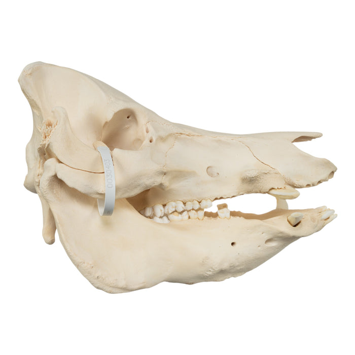Real Domestic Pig Skull - Extra Large