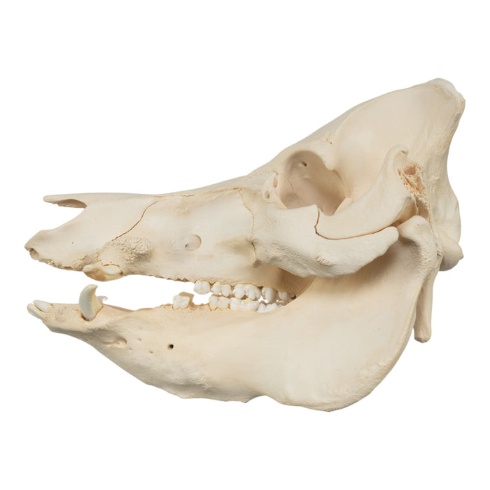 Real Domestic Pig Skull - Extra Large