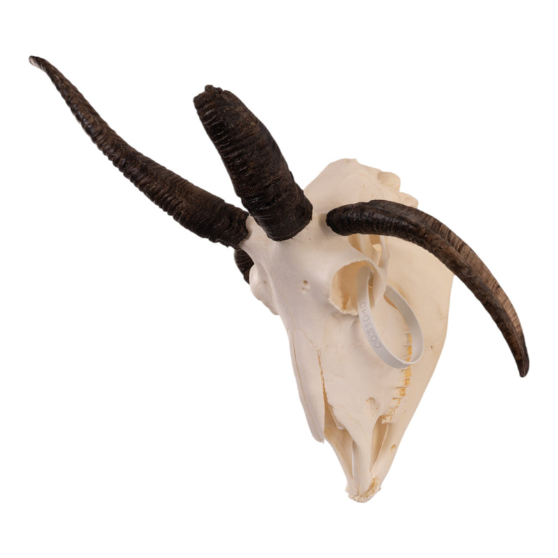 Real Four-horned Jacob Sheep Skull with Mandible