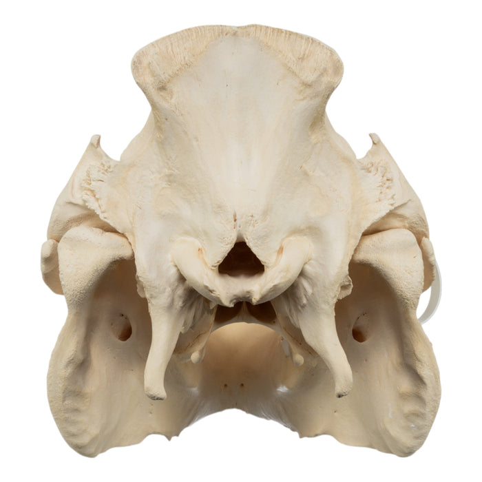 Real Domestic Pig Skull - Extra Large