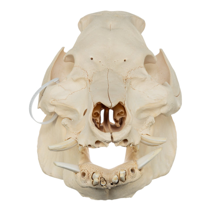 Real Domestic Pig Skull - Extra Large
