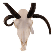 Real Four-horned Jacob Sheep Skull with Mandible