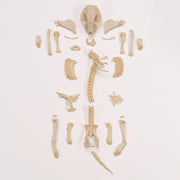 Real Hedgehog Skeleton - Disarticulated