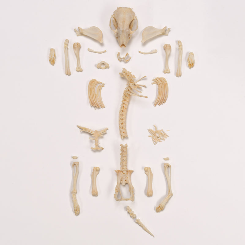 Real Hedgehog Skeleton - Disarticulated