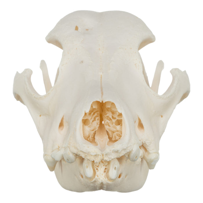 Real Domestic Dog Skull - Pathology