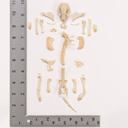 Real Hedgehog Skeleton - Disarticulated