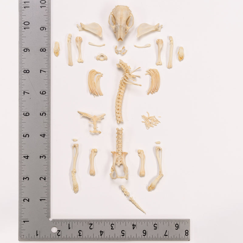 Real Hedgehog Skeleton - Disarticulated