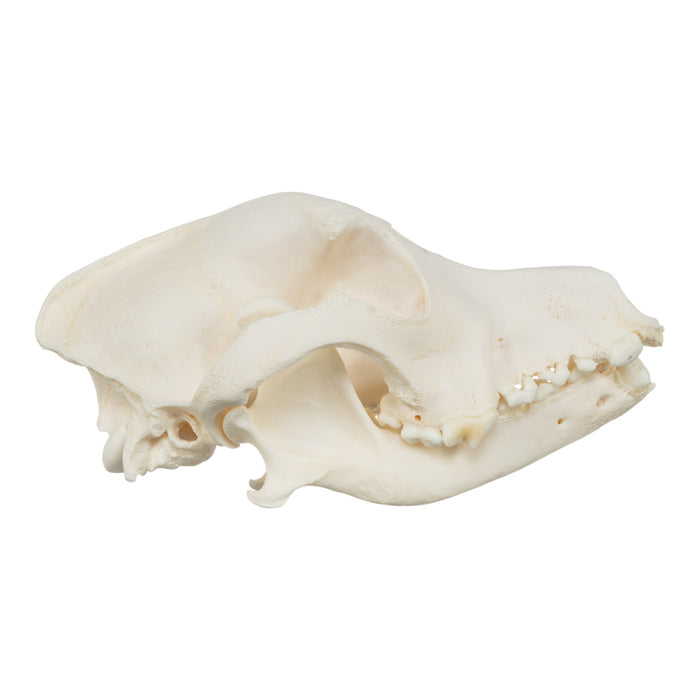 Real Domestic Dog Skull - Pathology
