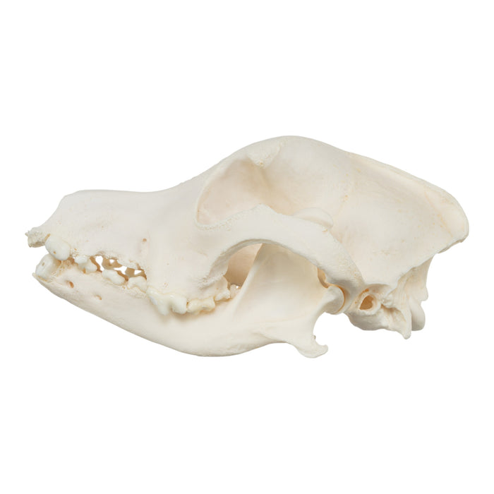 Real Domestic Dog Skull - Pathology