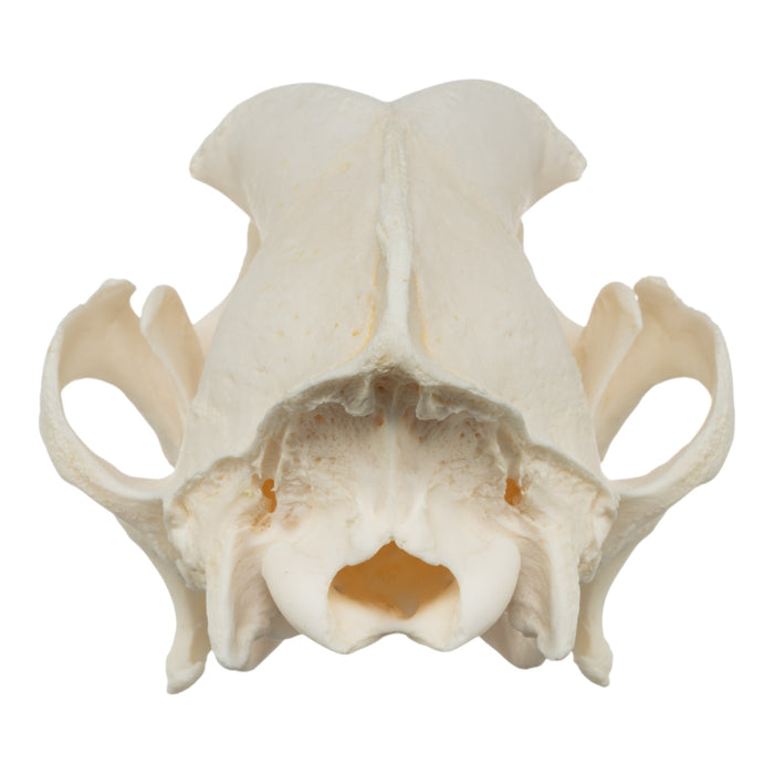 Real Domestic Dog Skull - Pathology