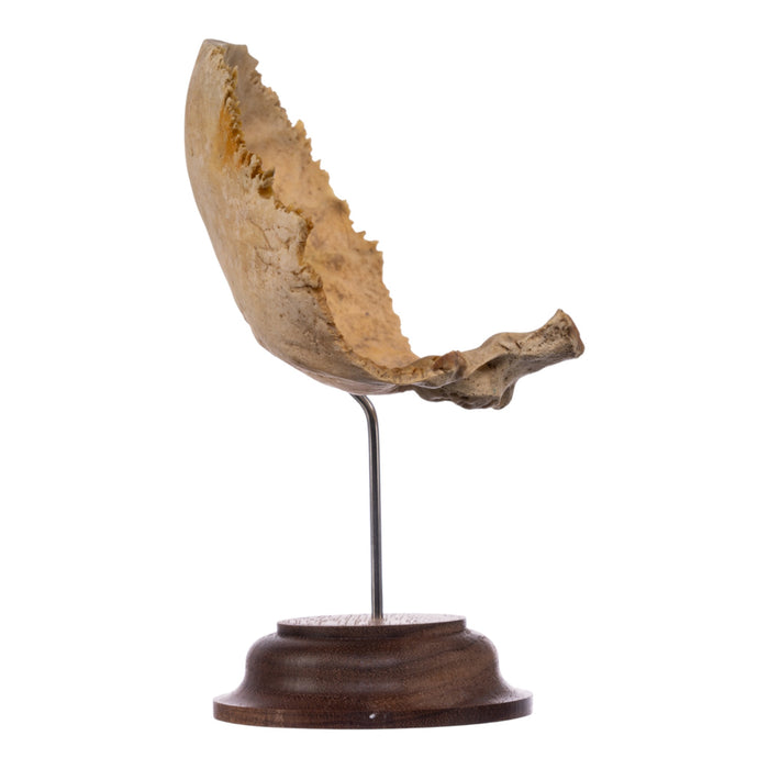Real Human Partial Skull on Stand