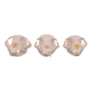 Real Domestic Cat Skull - Missing Teeth (Single)