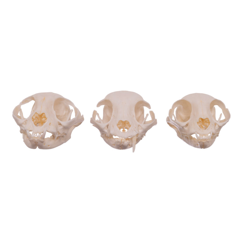 Real Domestic Cat Skull - Missing Teeth (Single)