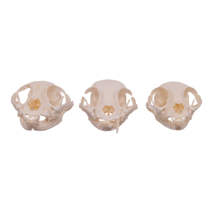 Real Domestic Cat Skull - Missing Teeth