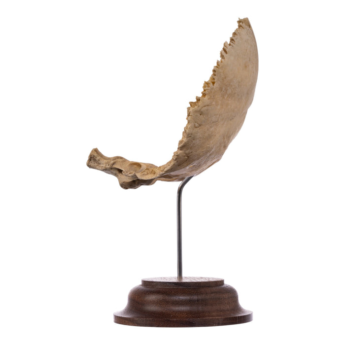 Real Human Partial Skull on Stand