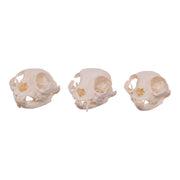 Real Domestic Cat Skull - Missing Teeth (Single)