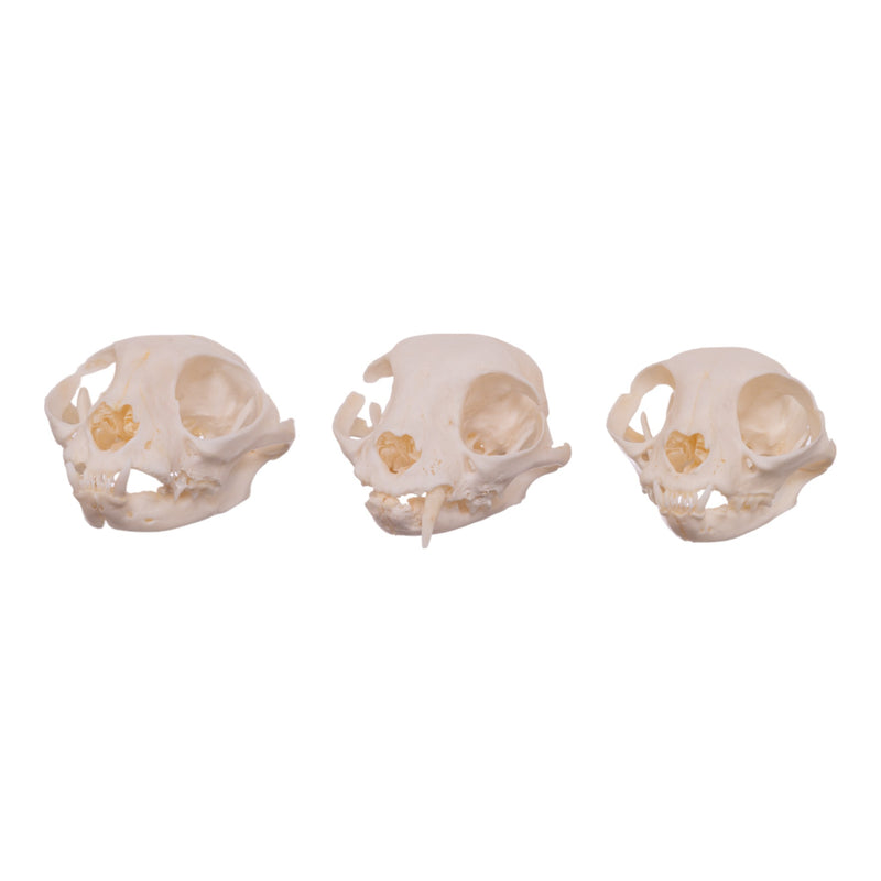 Real Domestic Cat Skull - Missing Teeth (Single)
