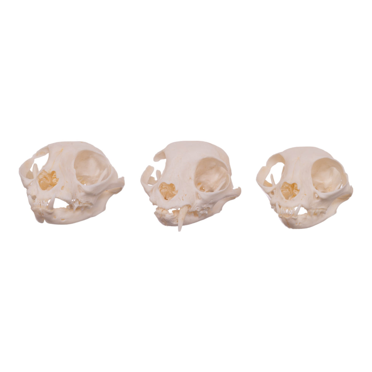 Real Domestic Cat Skull With Missing Teeth For Sale — Skulls