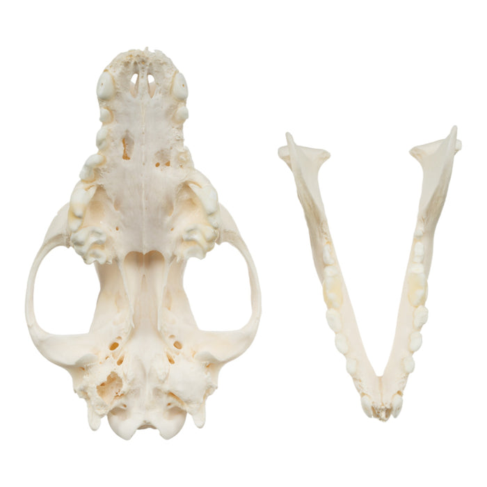 Real Domestic Dog Skull - Pathology